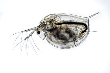 Daphnia in detail on a solid background.