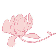 Magnolia flower blooming art. Hand drawn realistic detailed vector illustration. Pink line filled clipart.