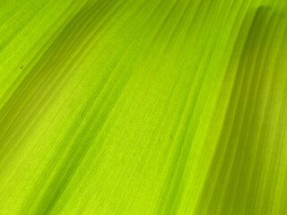Close-up of banana tree leaf background, banana leaf texture.