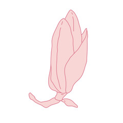 Magnolia flower bud art. Hand drawn realistic detailed vector illustration. Pink line filled clipart.