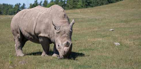 Obraz premium Rhino, Nature's Tank. The Unstoppable Force of the Rhinoceros Grazing on Grass. Wildlife Photography. 