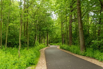 A Path Winding Through The Woods In Summer