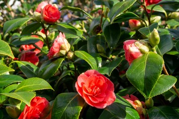 The ornamental shrub camelia with pink-red flowers and evergreen leaves, in Spring sunshine