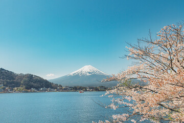 A representative spring landscape of Japan with cherry blossoms in full bloom and Mt. Fuji seen...
