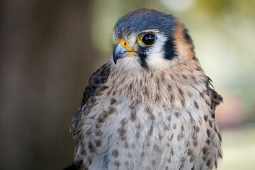 Kestrel closeup
