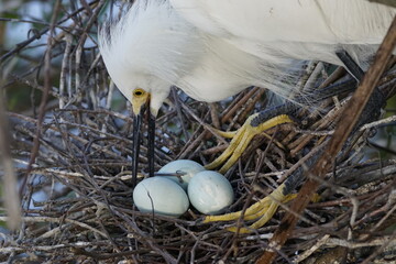 Snowy Egret with eggs in nest