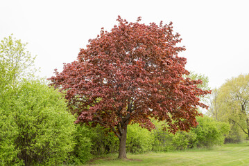A Red Maple Tree Leafed Out In Summer