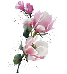 Magnolia flowers and splashes. Watercolor drawing. - 595048826