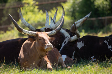 Texas Longhorns Cattle,  Surviving the Heat of Summer.  Photography. 