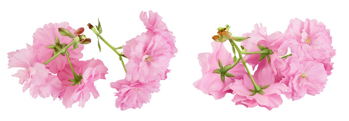 Sakura flower cherry blossom isolated on white background with full depth of field. Top view. Flat lay