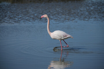 pink flamingo walking in the water