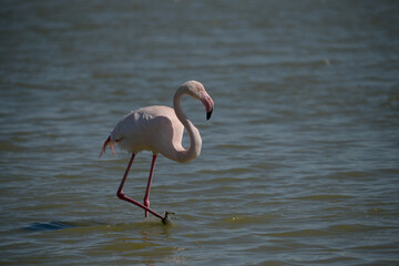 pink flamingo walking in the water