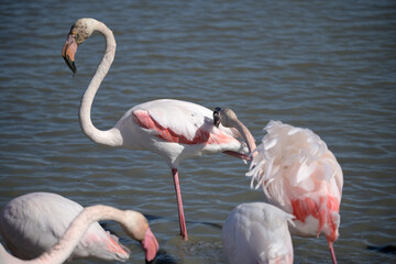 pink flamingos during the breeding season