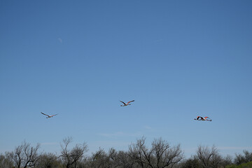 three pink flamingos flying in the blue sky