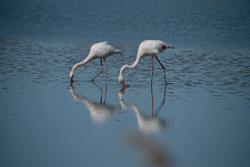 two pink flamingos with reflections in the water