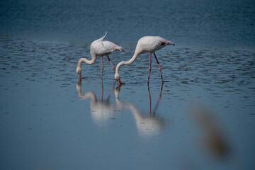Fototapeta na wymiar two pink flamingos with reflections in the water