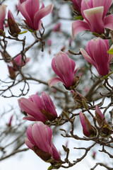 京都御苑に咲く紫木蓮