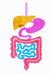 Illustration of digestive system