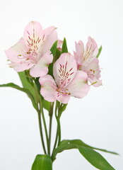 Fototapeta na wymiar Pink Alstroemeria, commonly called the Peruvian lily or lily of the Incas, genus of flowering plants in the family Alstroemeriaceae, pink flowers on grey background