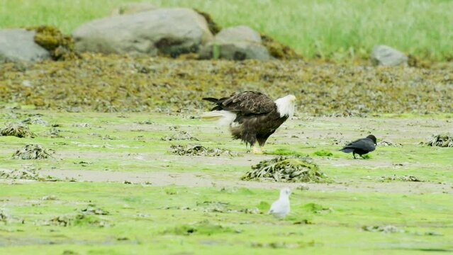 A Bald eagle and crows interact by the water grass river. Alaska Summer: Riverbank Covered in Aquatic Plants.