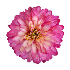 pink dahlia flower isolated