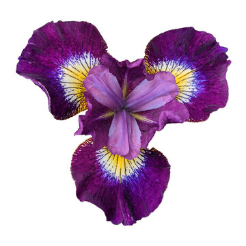 Purple Iris on Transparent Background