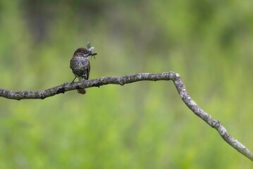 Selective focus of an Eastern phoebe perched on a tree branch in a field