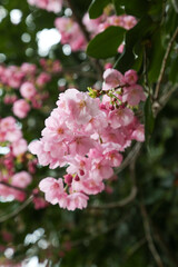 Fototapeta na wymiar 平野神社の陽光桜