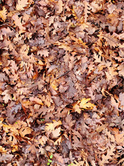autumn leaves background