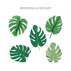 monstera leaves set