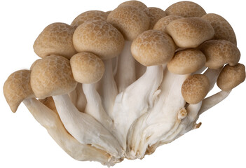 shimeji mushroom cut out on transparent background.