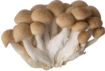shimeji mushroom cut out on transparent background.