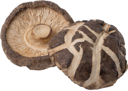 shitake mushroom cut out on transparent background.