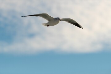 Low angle shot of a seagull flying under a blue cloudy sky