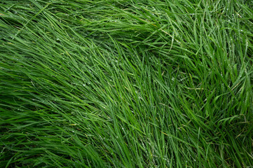 detailed close up of green grass background