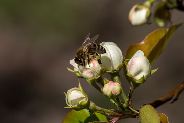 Fototapeta na wymiar Apple (Pyrus) tree flower buds