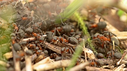 Nest der Großen Wiesenameise (Formica pratensis).