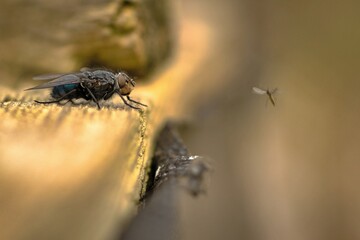 A fly on a fragment of a wooden fence in the spring season.