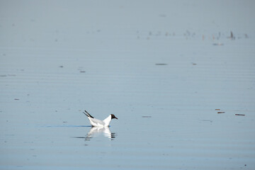 Black-headed gull is on still lake water on a sunny day, close up
