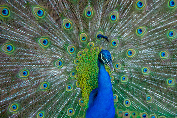 Pavo Real