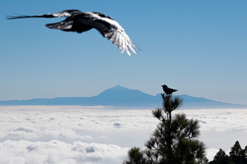 Cuervo sobrevolando la Palma, Islas Canarias