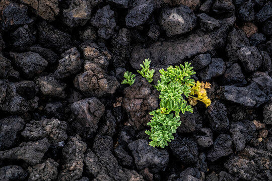 Rocas de lava con un comienzo de vida 