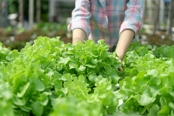 Organic farming, salad farm. Farmers harvest salad vegetables into wooden boxes in rainy. Hydroponics vegetable grow naturally. greenhouse garden, Ecological Biological, Healthy, Vegetarian, ecology.