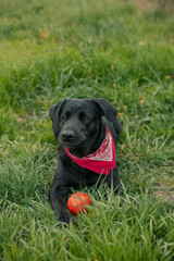 portrait of black labrador with red neckpiece