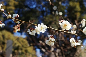Closeup of apricot trees blossoming in a garden on a sunny day in spring