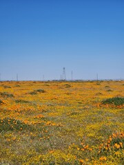 Landscape of colorful wildflowers and California Poppies in Antelope Valley Poppy Preserve, April 2023