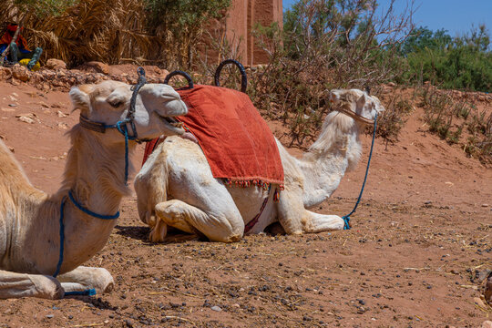 Camello en Marruecos, 