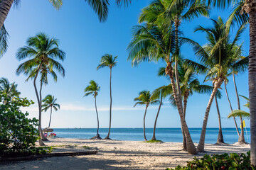 Fototapeta na wymiar Dominican Republic Punta Cana, beautiful Caribbean sea coast with turquoise water and palm trees