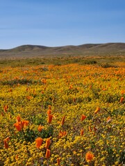 Landscape of colorful California Poppies in Antelope Valley Poppy Preserve, April 2023
