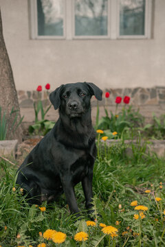 portrait of black labrador with flowers